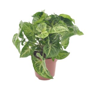 Syngonium 'Arrow' – compacte kamerplant met pijlvormig blad – ±12 cm