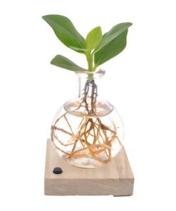 Clusia (Autograafboom) – compacte kamerplant met leerachtig blad – ±5 cm
