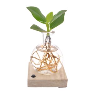 Clusia (Autograafboom) – kamerplant met beschrijfbaar leerachtig blad – ±5 cm