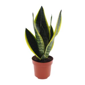 Sansevieria 'Futura Superba' – uiterst onderhoudsvriendelijke – ±12 cm