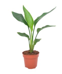 Paradijsvogelbloem (Strelitzia reginae) – tropische kamerplant – ±12 cm