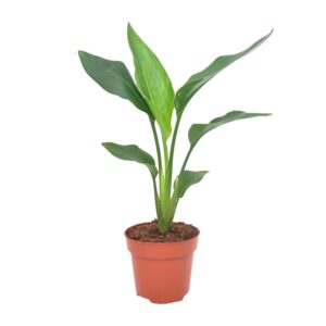 Paradijsvogelbloem (Strelitzia reginae) – tropische kamerplant – ±12 cm