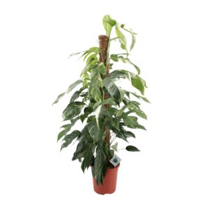 Epipremnum pinnatum 'Albo Variegata' – bont klimblad – ±24 cm