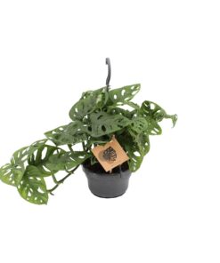 Monstera Monkey Leaf – tropische kamerplant met markante bladvensters – ±14 cm