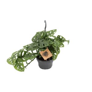 Monstera Monkey Leaf – tropische kamerplant met bladvensters – ±14 cm