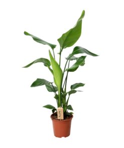Strelitzia nicolai – Paradijsvogelplant – grote tropische kamerplant – ±19 cm