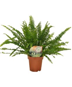 Nephrolepis Green Lady - Ø12Cm - 30Cm - Afbeelding 5