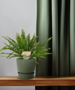 Nephrolepis Green Lady - Ø12Cm - 30Cm - Afbeelding 6