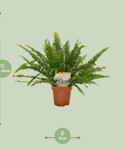 Nephrolepis Green Lady - Ø12Cm - 30Cm - Afbeelding 7