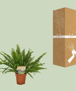 Nephrolepis Green Lady - Ø12Cm - 30Cm - Afbeelding 8