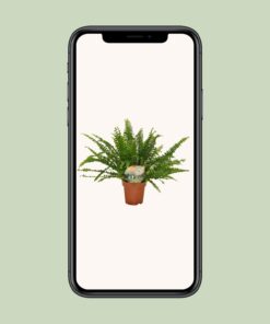 Nephrolepis Green Lady - Ø12Cm - 30Cm - Afbeelding 9