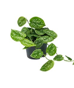 Scindapsus Pictus Argyraeus - Ø15Cm - ↕25Cm