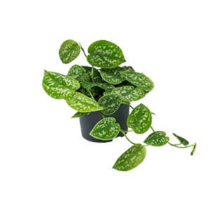 Scindapsus Pictus Argyraeus - Ø15Cm - ↕25Cm