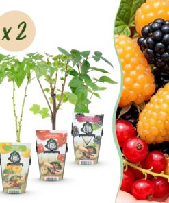 Green Boutiq - Fruitplanten - Tricolour - Rode Bes - Gele Framboos - Zwarte Braam  - Winterhard - 6 Planten - Pot  9Cm