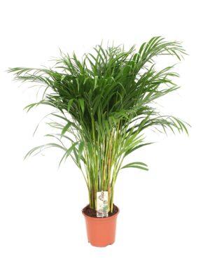 Dypsis Lutescens - Areca