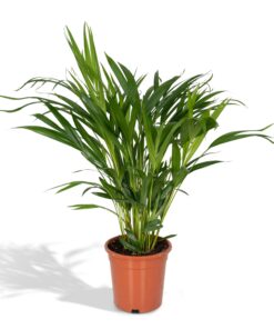 Dypsis Lutescens - Areca - Afbeelding 3