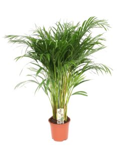 Dypsis Lutescens - Areca - Afbeelding 4