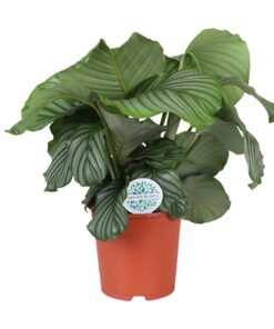 Calathea Orbifolia - Ø21Cm - ↕65Cm