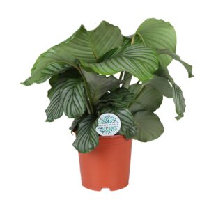 Calathea Orbifolia – kamerplant met groot, gestreept blad – ±21 cm