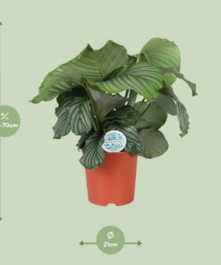 Calathea Orbifolia - Ø21Cm - ↕65Cm - Afbeelding 2
