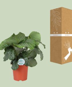 Calathea Orbifolia - Ø21Cm - ↕65Cm - Afbeelding 3