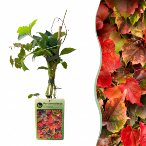 Wilde Wingerd (Parthenocissus tricuspidata 'Veitchii Boskoop') – 2 stuks, ±9 cm