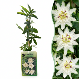 Passiebloem 'Constance Elliott' – 2 stuks, ±9 cm