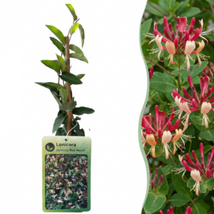 Japanse Kamperfoelie (Lonicera japonica 'Red World') – rood-roze – 2 stuks, ±9 cm