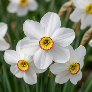 120X Narcissus Recurvus - Witte Fazantoog - Wit - Voorjaarsbloeier - Bolmaat 10/12