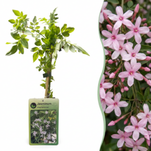 Roze Jasmijn (Jasminum stephanense) – snelgroeiende geurende klimplant – 2 stuks, ±9 cm