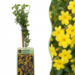 Winterjasmijn (Jasminum nudiflorum) – gele winterbloei op kale takken – 2 stuks, ±9 cm