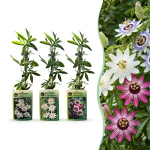 Passiflora 'Tricolour' – Driekleurige Passiebloem – klimplant – 12 stuks, ±9 cm