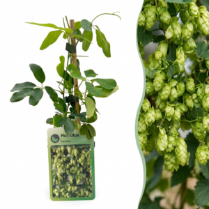 Noordbrouwhop (Humulus lupulus 'Nordbrau') – snelgroeiende eetbare – 2 stuks, ±9 cm
