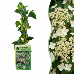 Klimmende Hortensia (Hydrangea anomala subsp. petiolaris) – 2 stuks, ±9 cm