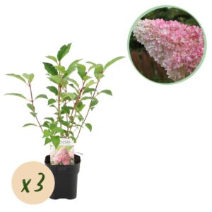 Pluimhortensia 'Vanille Fraise' – 3 stuks, pot 17 cm, ±50 cm hoog