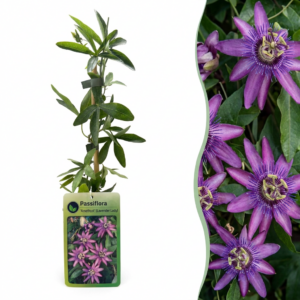 Passiflora 'Lavender Lady' – Passiebloem – snel groeiende klimplant – ±9 cm