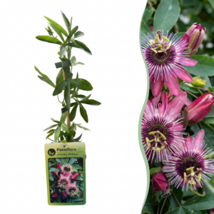 Passiflora Victoria – exotische klimplant met rood-roze bloemen – ±9 cm