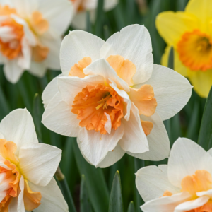 Dubbele Narcis Replete (Narcissus 'Replete') – gevulde wit-oranje – 80 stuks