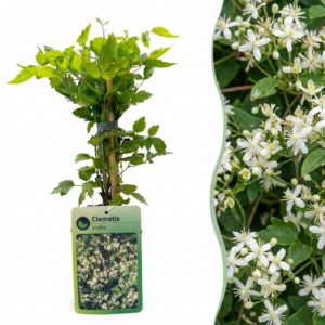 Bosrank (Clematis vitalba) – winterharde klimplant met witte bloemen – ±9 cm