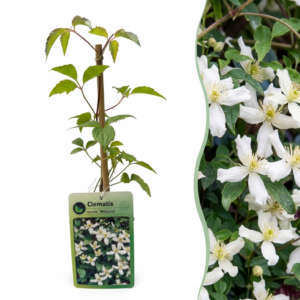 Bergclematis (Clematis montana 'Wilsonii') – geurende klimplant – ±9 cm
