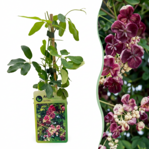 Vijfbladige akebia – winterharde klimplant met paars-rode bloemen – ±9 cm