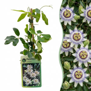Blauwe Passiebloem (Passiflora caerulea) – winterharde klimplant – ±9 cm