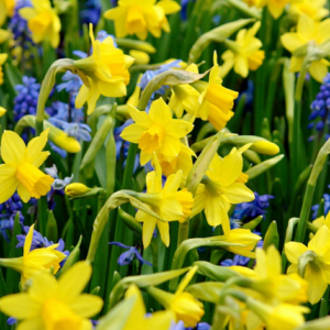 Narcissus Tête-à-Tête – Miniatuurnarcis – vroegbloeiende – 200 bollen, bolmaat 10/11