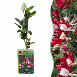 Kamperfoelie klimplant (Lonicera periclymenum 'Serotina') – geurende – ±9 cm