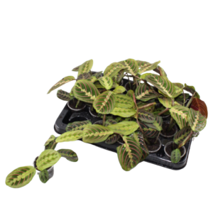 Maranta Fascinator Tricolor – Gebedsplant – bladeren die 's avonds – ±6 cm