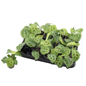 Gebedsplant (Maranta leuconeura 'Kerchoveana') – bladeren die elke – ±6 cm