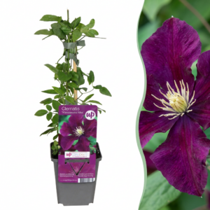 Clematis 'Warszawska Nike' – Bosrank – dieprode klimplant, winterhard – 6 stuks, ±9 cm