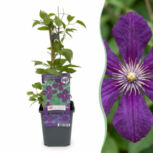 Clematis 'Polish Spirit' – Bosrank – dieppaarse klimmer – 6 stuks, ±9 cm