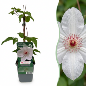 Bosrank Miss Bateman (Clematis 'Miss Bateman') – winterharde witte – 6 stuks, ±9 cm
