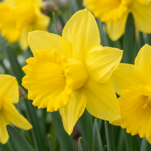 Gele Narcis (Narcissus 'Yellow') – klassieke voorjaarsbloeier – 320 bollen, bolmaat 10/12